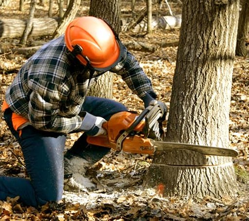 Tree Removal in Vancourt, TX